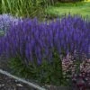 Color Spires® 'Violet Riot' Salvia 1 Color Spires® 'Violet Riot' Salvia -Great Garden Plants salvia violet riot 2 sw
