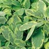 Golden Variegated Sage 2 Golden Variegated Sage -Great Garden Plants salvia yellow variegated 1 sw