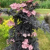 Laced Up® Elderberry -Great Garden Plants sambucus laced up 1