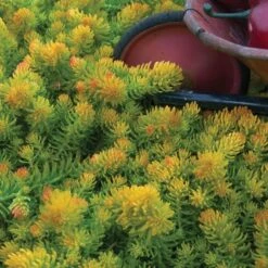 Great Garden Plants -Great Garden Plants sedum angelina 1 5247b8ad 5792 4f1a af5a 22e343117971 sw