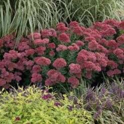 Great Garden Plants -Great Garden Plants sedum autumn joy 1 a17093b6 2237 4ad4 a61d a8cec87ceade sw