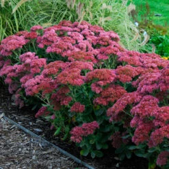 Butterfly Garden Collection 13 Butterfly Garden Collection -Great Garden Plants sedum autumn joy 3