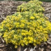 Rock 'N Low® 'Boogie Woogie' Stonecrop -Great Garden Plants sedum boogie woogie 3