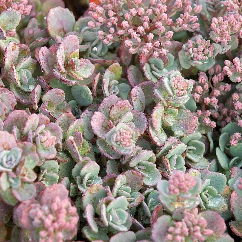'Lidakense' Stonecrop 3 'Lidakense' Stonecrop