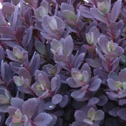 Sunsparkler® 'Plum Dazzled' Stonecrop -Great Garden Plants sedum plum dazzled 3