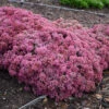 Rock 'N Round™ 'Popstar' Stonecrop -Great Garden Plants sedum pop star 1