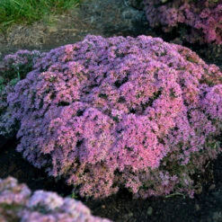 Rock 'N Round 'Pride And Joy' Stonecrop