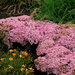 Rock 'N Round™ 'Pure Joy' Stonecrop 10 Rock 'N Round™ 'Pure Joy' Stonecrop -Great Garden Plants sedum pure joy 1