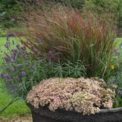 Rock 'N Round™ 'Pure Joy' Stonecrop 13 Rock 'N Round™ 'Pure Joy' Stonecrop -Great Garden Plants sedum pure joy 3