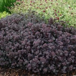 Sunsparkler® 'Dazzleberry' Stonecrop -Great Garden Plants sedum sunsparkler dazzleberry 4 sw