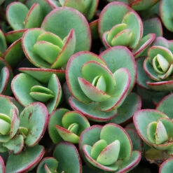 Sunsparkler® 'Lime Zinger' Stonecrop