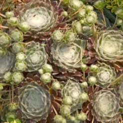 Hens & Chicks Collection -Great Garden Plants sempervivum arachnoideum cobweb 2