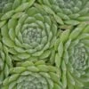 Chick Charms® Sugar Shimmer™ Hens & Chicks 1 Chick Charms® Sugar Shimmer™ Hens & Chicks -Great Garden Plants sempervivum chick charms sugar shimmer 1 sw