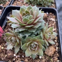 Hens & Chicks Collection -Great Garden Plants sempervivum commander hay 1