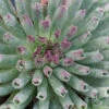 'Oddity' Hens & Chicks -Great Garden Plants sempervivum oddity 1