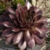 'Pacific Devil's Food' Hens & Chicks 2 'Pacific Devil's Food' Hens & Chicks -Great Garden Plants sempervivum pacific devils food hen and chick 1