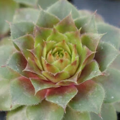 Hens & Chicks Collection -Great Garden Plants sempervivum red rubin 1 ff28a4c0 33e6 40f2 bf64 eaa93507f37b