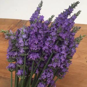 Sensational!® Lavender 3 Sensational!® Lavender