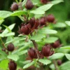 Simply Scentsational® Sweetshrub -Great Garden Plants simply scentastional calycanthus sweetshrub 2
