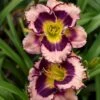 Rainbow Rhythm® 'Sound Of My Heart' Daylily 2 Rainbow Rhythm® 'Sound Of My Heart' Daylily -Great Garden Plants sound of my heart daylily 2