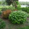 Glow Girl® Birchleaf Spirea 1 Glow Girl® Birchleaf Spirea -Great Garden Plants spiraea betulifolia glow girl 1 sw