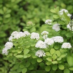 Glow Girl® Birchleaf Spirea -Great Garden Plants spiraea betulifolia glow girl 2 sw