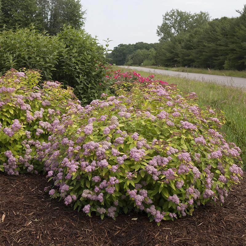 Double Play Big Bang® Spirea 3 Double Play Big Bang® Spirea