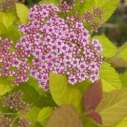Double Play Big Bang® Spirea 9 Double Play Big Bang® Spirea -Great Garden Plants spiraea double play big bang 3 sw