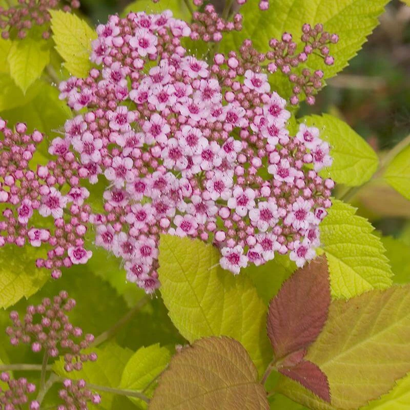 Double Play Big Bang® Spirea 5 Double Play Big Bang® Spirea - Image 3