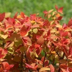 Double Play Big Bang® Spirea 10 Double Play Big Bang® Spirea -Great Garden Plants spiraea double play big bang 4 sw