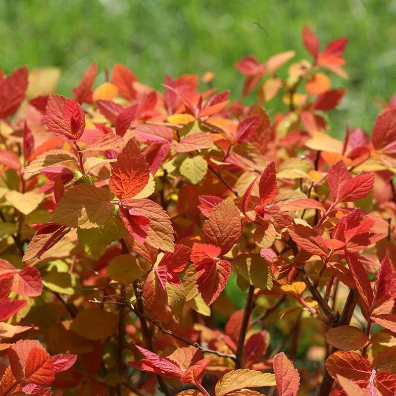 Double Play Big Bang® Spirea 6 Double Play Big Bang® Spirea - Image 4