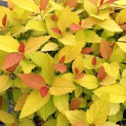 Double Play® Candy Corn® Spirea -Great Garden Plants spiraea double play candy corn 2 sw