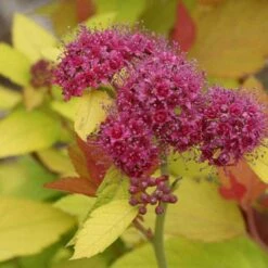 Double Play® Candy Corn® Spirea -Great Garden Plants spiraea double play candy corn 4 sw
