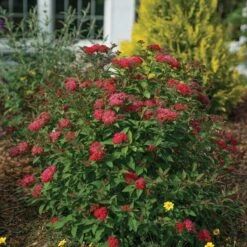 Double Play Doozie® Reblooming Spirea -Great Garden Plants spiraea double play doozie 3 sw