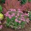 Double Play® Pink Spirea -Great Garden Plants spiraea double play pink 1 sw