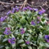 'Spot On' Lungwort -Great Garden Plants spot on lungwort 1