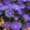 'Peachie's Pick' Stokes' Aster -Great Garden Plants stokesia peachies pick 1