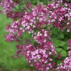 Bloomerang® Dark Purple Reblooming Lilac -Great Garden Plants syringa bloomerang dark purple 1 d73cfa69 06cc 4d20 84e4 d400f67ff85a sw