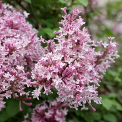 Scent And Sensibility™ Pink Lilac