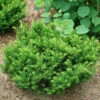 Stonehenge Dark Druid® Yew 1 Stonehenge Dark Druid® Yew -Great Garden Plants taxus stonehenge dark druid yew 1