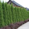 'Emerald Green' Arborvitae (aka 'Smaragd') 2 'Emerald Green' Arborvitae (aka 'Smaragd') -Great Garden Plants thuja emerald arborvitae 1 sw
