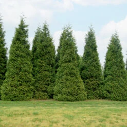 'Green Giant' Arborvitae/Thuja -Great Garden Plants thuja green giant 2copy2 1