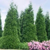 'Green Giant' Arborvitae/Thuja -Great Garden Plants thuja green giant 4copy2