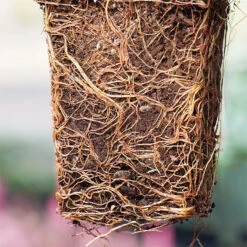 'Green Giant' Arborvitae/Thuja -Great Garden Plants thuja green giant P1063707 1 copy