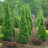 North Pole® Arborvitae 2 North Pole® Arborvitae -Great Garden Plants thuja north pole 1