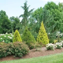 Fluffy® Arborvitae 8 Fluffy® Arborvitae -Great Garden Plants thuja plicata fluffy 3 sw