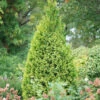 Polar Gold® Arborvitae -Great Garden Plants thuja polar gold 2
