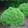 Tater Tot® Arborvitae -Great Garden Plants thuja tater tot 1