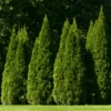 'Hetz Wintergreen' Arborvitae 2 'Hetz Wintergreen' Arborvitae -Great Garden Plants thuja wintergreen arborvitae 12 800x800 6434ccb