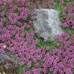 Red Creeping Thyme -Great Garden Plants thymus coccineus creeping thyme 1 sw